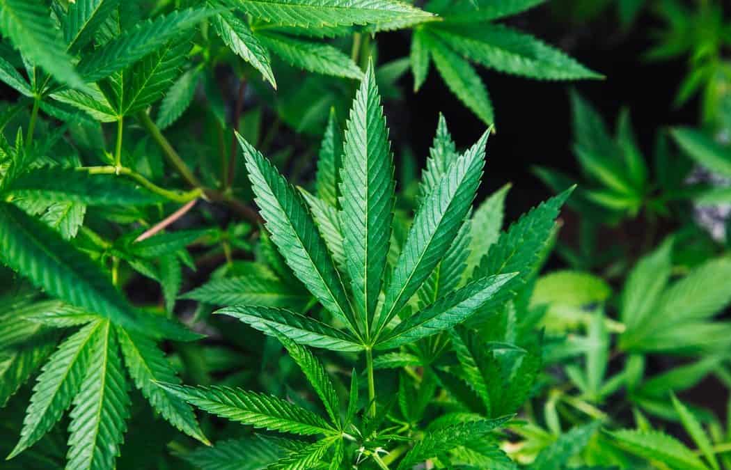 The Rapidly Evolving Marijuana Rules